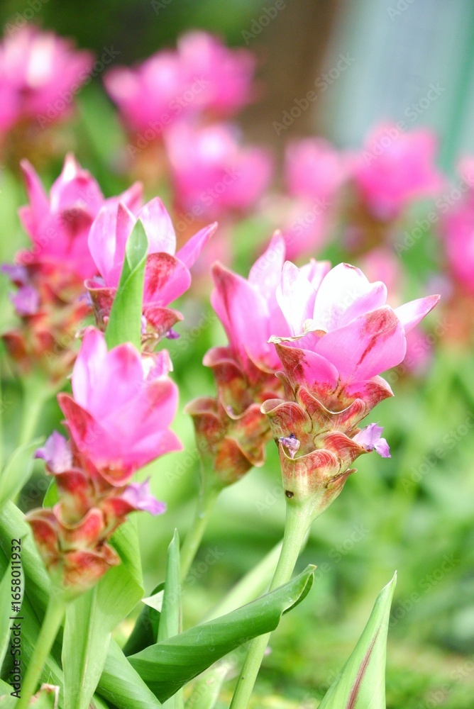 Fototapeta premium Siam Tulip or Summer Tulip blossom in botanical garden with blurred green nature background 