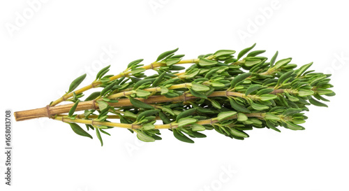 Photos Isolated Thyme Sprig