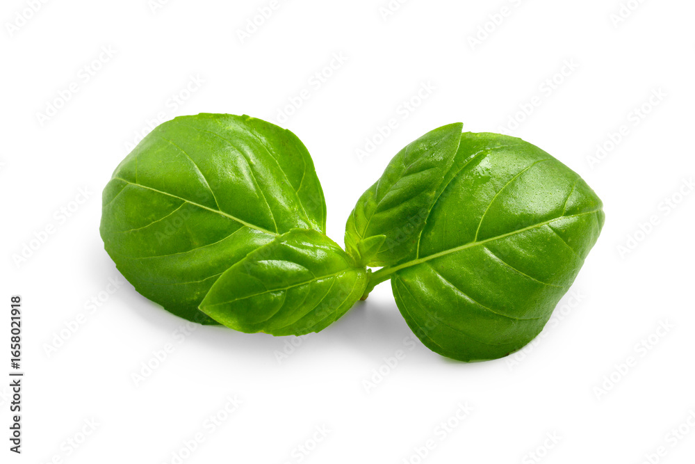 Fototapeta premium Fresh green basil leaves on white background
