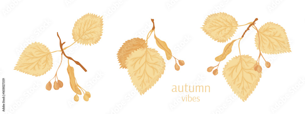 Obraz premium Autumn linden branches vector illustration collection. For fall season leaves and seeds concept design set.