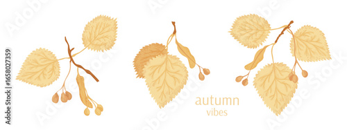 Autumn linden branches vector illustration collection. For fall season leaves and seeds concept design set.