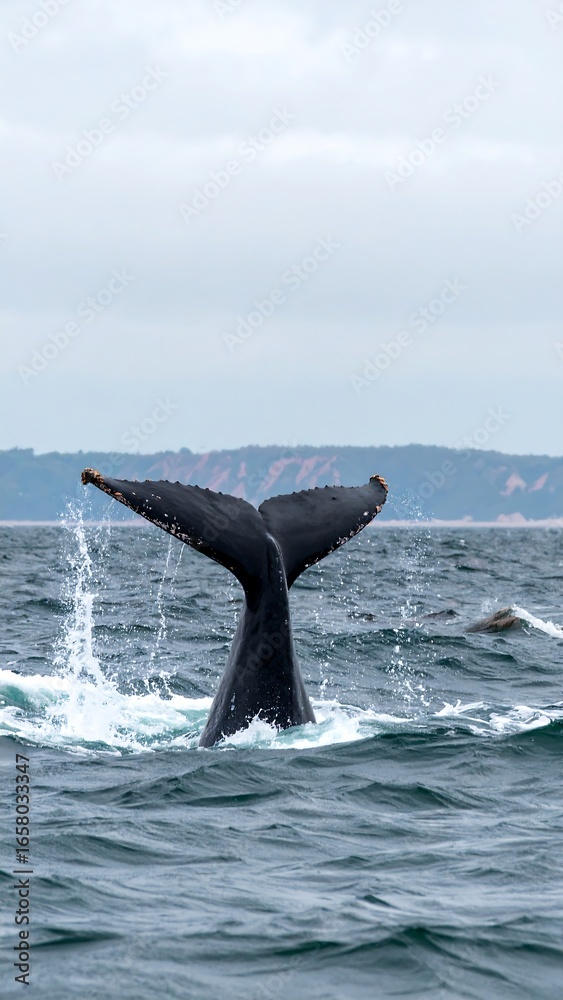 Obraz premium Whale's tail breaches ocean surface