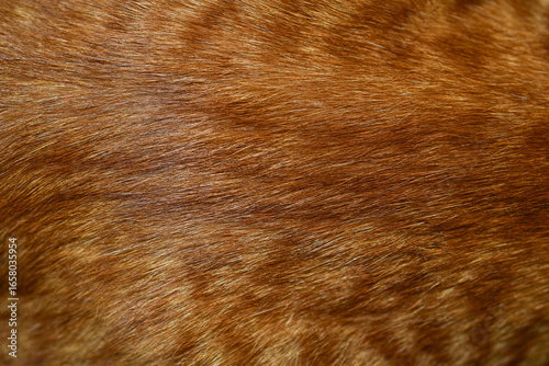 Orange cat fur background texture beautiful pattern close up full frame abstract photo