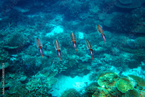 A shoal of squid swimming together in the clear blue waters of a tropical lagoon on the Great Barrier Reef, Queensland, Australia.
