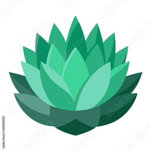 A detailed illustration of a haworthia succulent plant with intricate leaf patterns presented on a clean white background