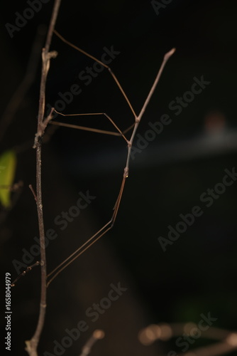 Stick insects or leaf insects are well known for their remarkable camouflage, mimicking twigs or leaves to avoid predators. A commonly observed species is Medauroidea extradentata, 