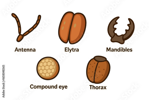 Beetle anatomy vector icon set. Educational entomology illustration showing insect parts. Flat cartoon biology diagram with antenna, elytra, mandibles, compound eye, thorax.
