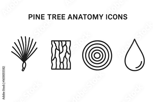 Pine tree anatomy outline icon set. Vector illustration of conifer parts. Needles cluster, bark texture, wood cross-section with tree rings, resin drop. Botany, biology concept.