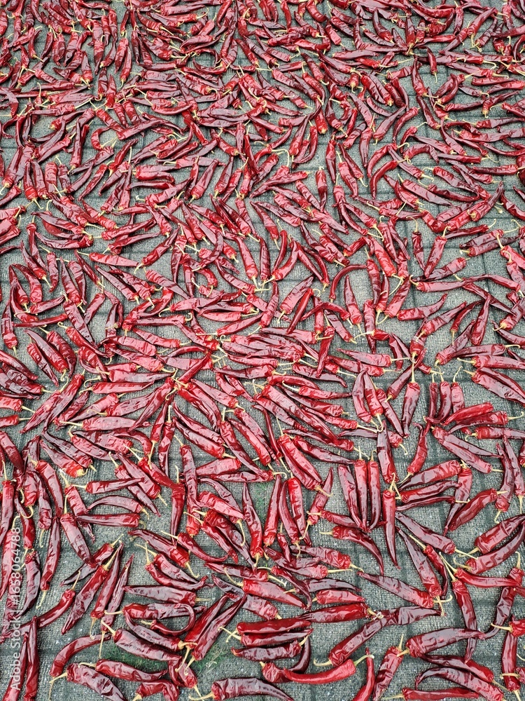 Red Chili Peppers Drying in the Sun