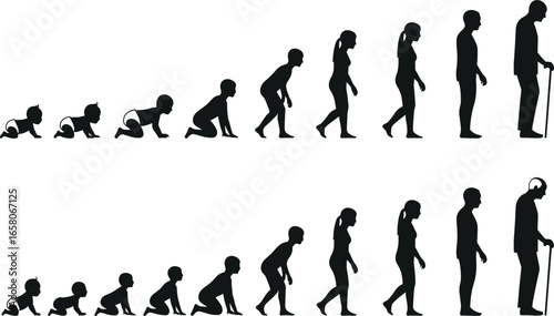 Male and female human life stages silhouette icons from baby to elderly for education and concept designs