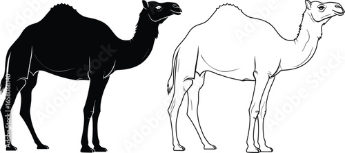 Silhouette and outline icons of single‑hump camel for desert, wildlife, travel, and educational designs