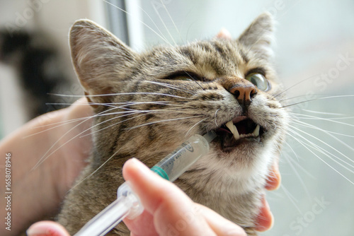 Cuadro en lienzo cat is angry while being given some medicine through a syringe