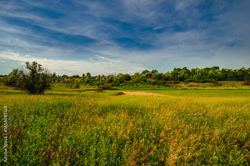 Fototapeta premium A beautiful horizontal landscape of a wild field in the Ukrainian countryside, with a mix of green and golden grasses under a brilliant blue sky with wispy clouds.
