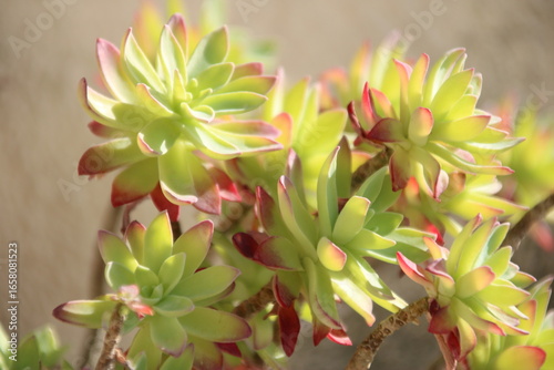 Eine Fetthenne voll im blühen