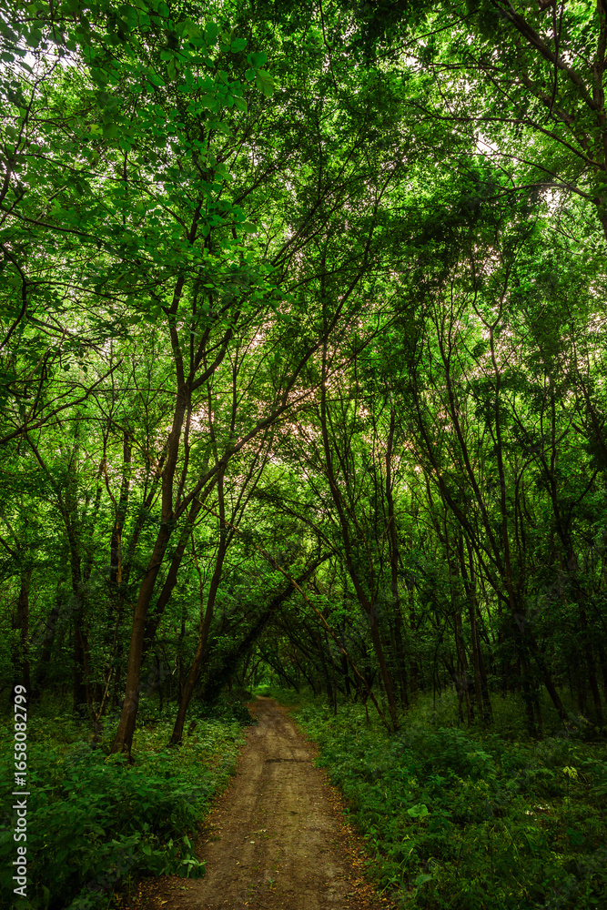 Fototapeta premium A serene vertical view down a winding dirt path within a dense, sun-dappled forest of tall, leafy trees, creating a peaceful and immersive scene of nature.
