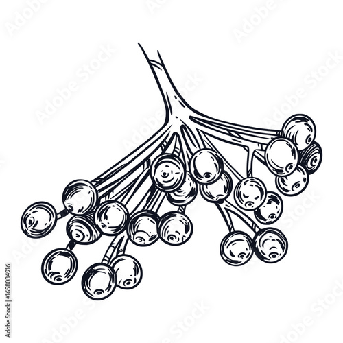 Viburnum, a large branch of the berries of the viburnum shrub, hand-drawn in ink, translated into a vector. The illustration is suitable for printing on fabric, paper, label design, product packaging