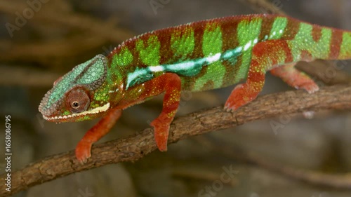 chameleon lizard slowly moves on a tree