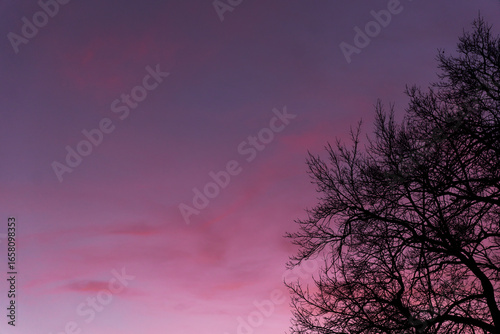 Bare Tree Branches Silhouetted Against a Colorful Sunset Sky