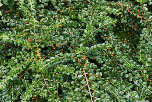 Close-up of a Cotoneaster Shrub with Ripe Orange Berries