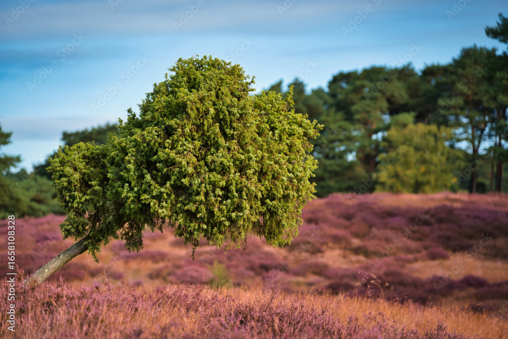 Fototapeta premium Heide mit Baum in Schräglage 