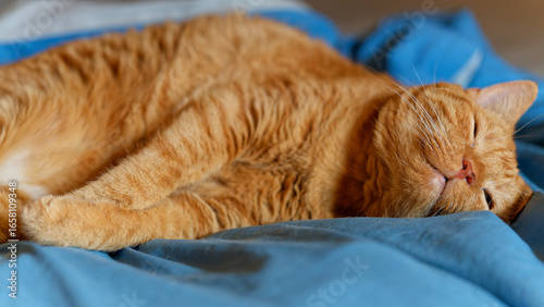 My beloved, although no longer young, ginger cat.