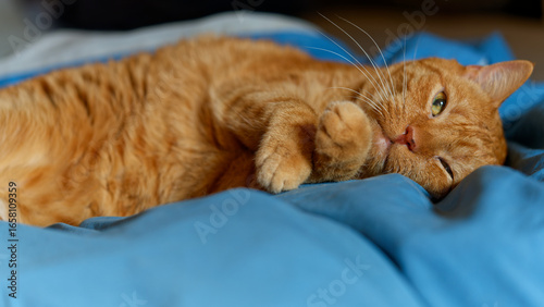 My beloved, although no longer young, ginger cat.