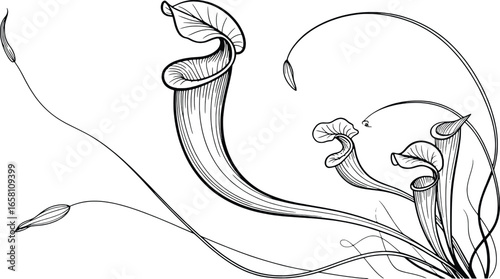 Detailed black and white illustration of exotic pitcher plants