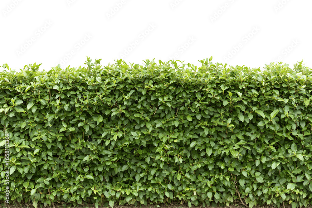 Obraz premium Dense green hedge with abundant leaves forming a thick natural barrier 