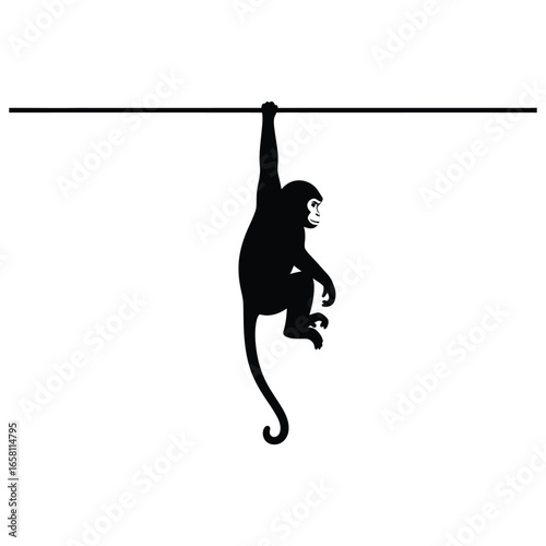 Photography Black monkey silhouette hanging from a line isolated on white background