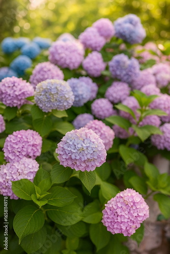 Bigleaf hydrangea flower close up