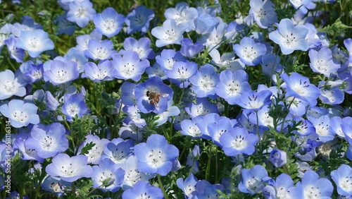 美しいネモフィラの花と蜂
