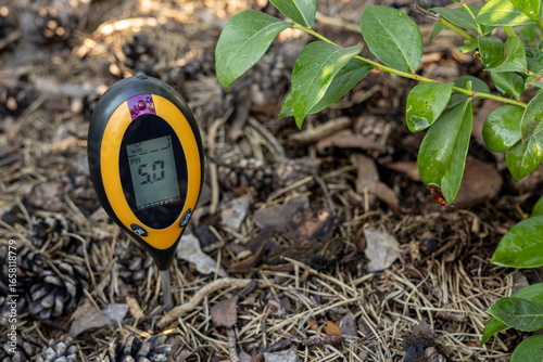 Measuring the acidity of the soil under the blueberry bushes. Growing blueberries in the garden. The blueberry bushes are experiencing a lack of soil acidity. 