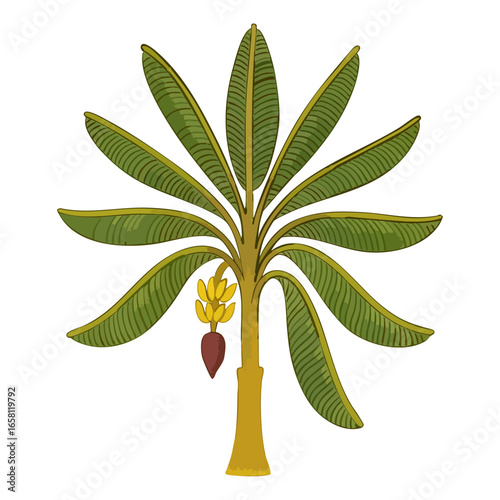 Pichwai Banana Tree with Bananas on a white transparent background