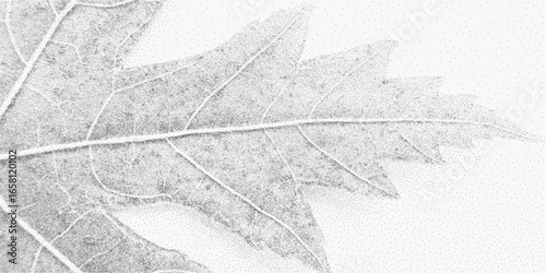 Detailed leaf skeleton pattern with stipple grain and gritty overlay, organic macro vein texture, cracked black and white dry imprint, abstract botanical foliage illustration.