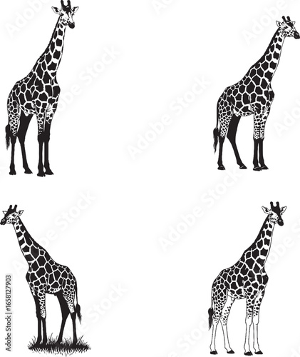 Wallpaper Mural "Set of 4 Giraffe Silhouettes | Stylized Black & White Safari Icons in Natural Standing Poses" Torontodigital.ca