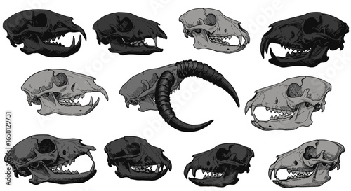 Hand-drawn animal and mythical skulls collection on white background