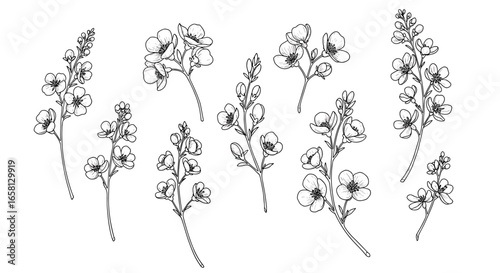 Botanical floral collection with detailed blossom sketches