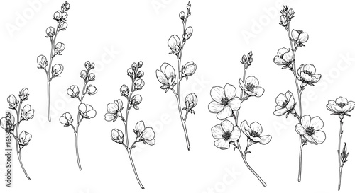 Elegant hand-drawn floral stems: botanical wildflower sketches