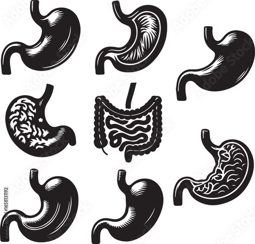 Illustrations showcasing various depictions of the stomach and intestines anatomy diagram set in black ink on transparent background silhouette