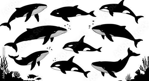 Silhouette collection of whales and orcas with ocean life details