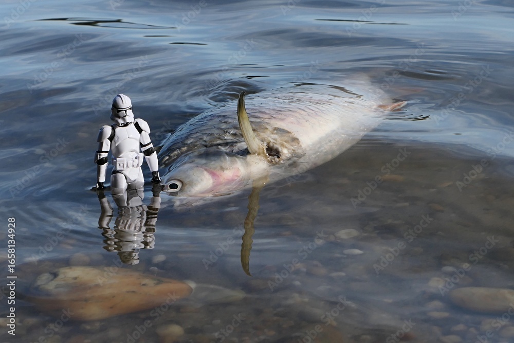 Fototapeta premium Star Wars action figure of Clone Trooper in white armor and helmet standing next to dead large fish, possibly carp, lying in shallow water of Danube river, southern Slovakia.