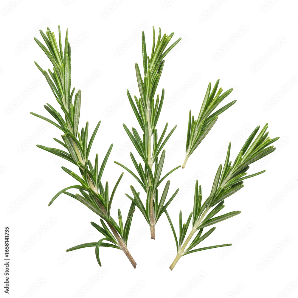 Fototapeta premium Close Up Isolated Rosemary Sprigs Displaying Green Leaves on Transparent Background for Culinary Use
