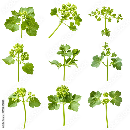 Professional Set of Alchemilla Vulgaris Lady's Mant Images for Creative Projects