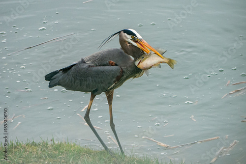 Great Blue Heron catching fish