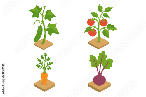 Isometric vegetable garden icons collection, cucumber vine with leaves, tomato plant with ripe fruit, carrot root, beetroot vegetable, realistic organic farm plants assortment vector illustration