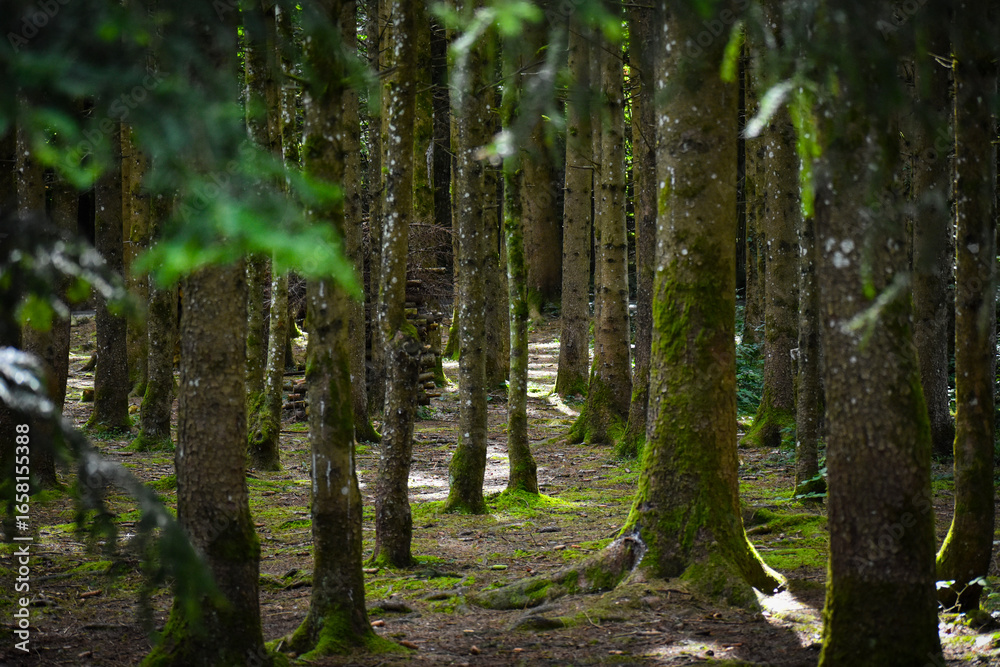 Fototapeta premium trees in the forest