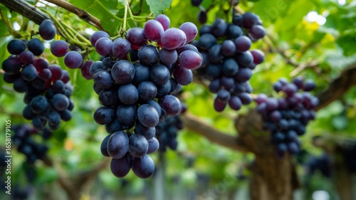 Wallpaper Mural Close-up of ripe grapes on vine in sunlit vineyard. AI image Torontodigital.ca