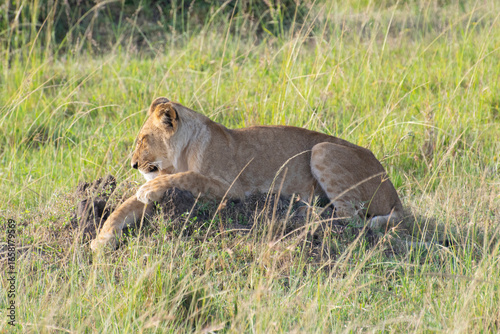 Lion resting in tall green savanna grass