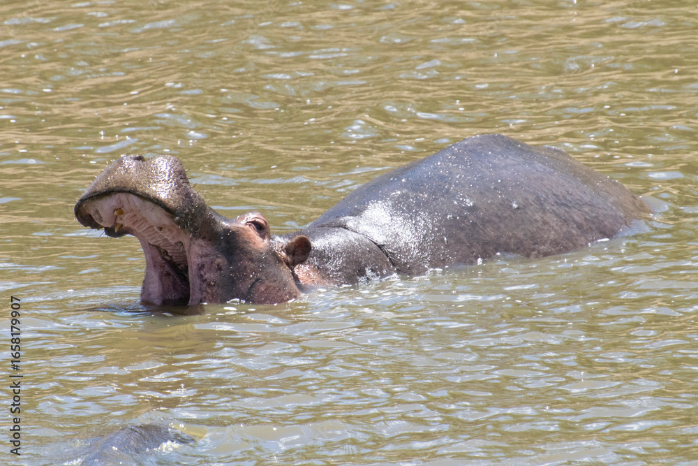 Fototapeta premium Hippopotamus emerging from river with mouth open