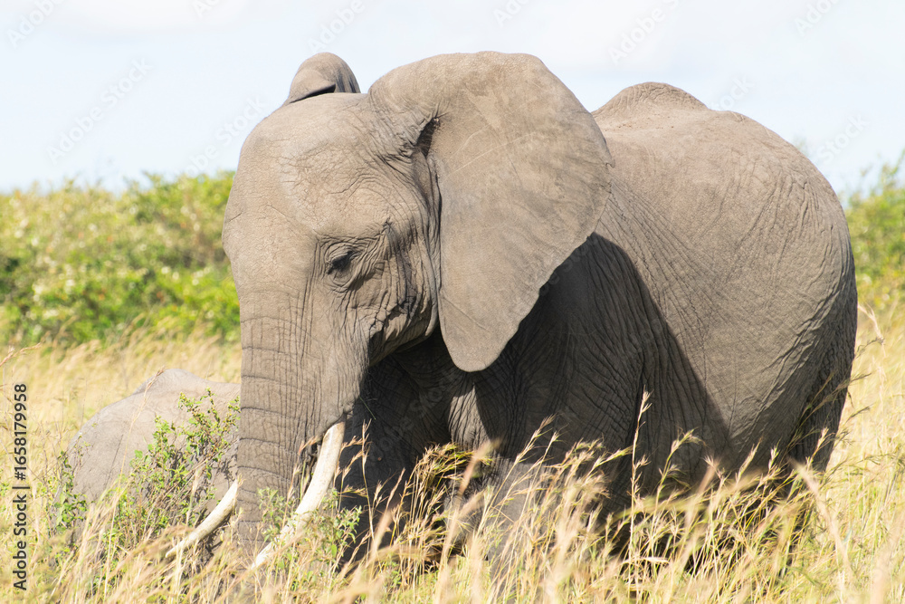 Obraz premium African elephant standing in tall grass with green foliage in background